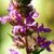 Lythrum salicaria