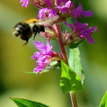 Lythrum salicaria