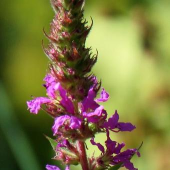 Lythrum salicaria