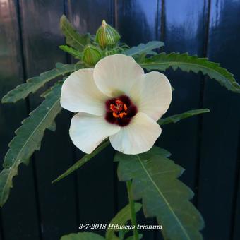 Hibiscus trionum