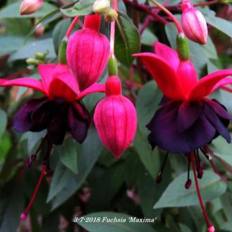 Fuchsia 'Maxima'