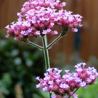 Verbena bonariensis