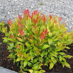 Leucothoe 'Little Flames' - 