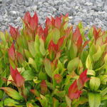 Leucothoe 'Little Flames' - 