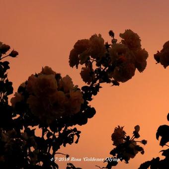 Rosa 'Goldener Olymp'