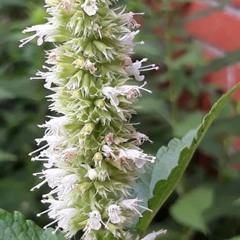 Agastache rugosa f. albiflora 'Alabaster'