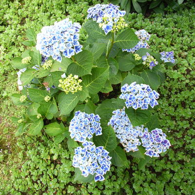 Hydrangea macrophylla 'Tivoli' - 