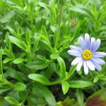 Felicia amelloides 'Felicitara Blue' - 