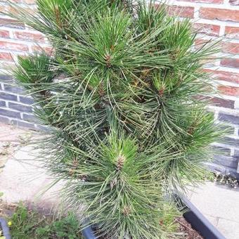 Pinus mugo 'Gnom'