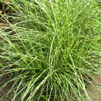 Miscanthus sinensis 'Little Zebra'