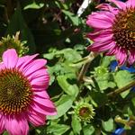 Echinacea 'MOOODZ In Love' - 