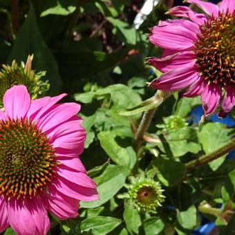 Echinacea 'MOOODZ In Love'