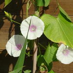 Ipomoea purpurea 'Lazy Lux' - 