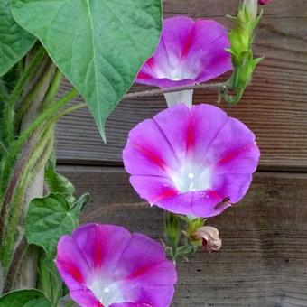 Ipomoea purpurea 'Lazy Lux'