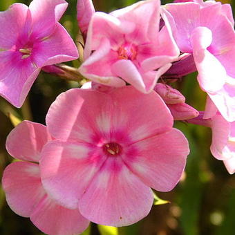 Phlox paniculata 'SWEET SUMMER Dream'