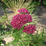 Achillea millefolium 'Cerise Queen'