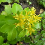 Sedum kamtschaticum 'Golden Carpet' - 