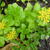 Sedum kamtschaticum 'Golden Carpet'