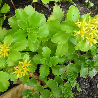 Sedum kamtschaticum 'Golden Carpet' - 