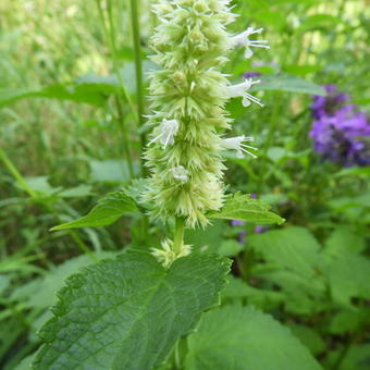 Agastache rugosa f. albiflora 'Alabaster'