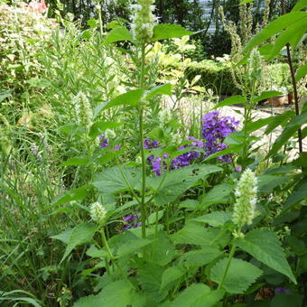 Agastache rugosa f. albiflora 'Alabaster'