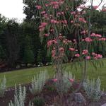 Albizia julibrissin 'Tropical Dream' - 