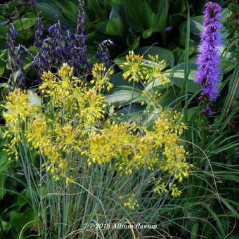 Allium flavum