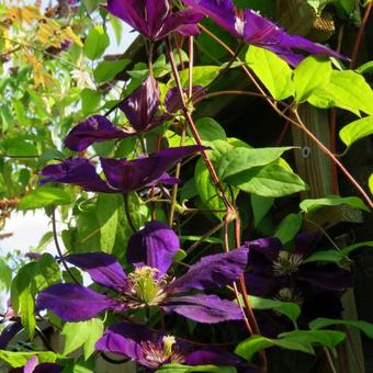 Clematis 'Jackmanii'