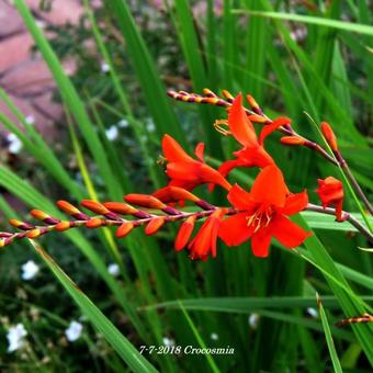 Crocosmia hybride