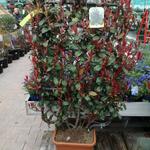 Photinia x fraseri 'Robusta Compacta' - 