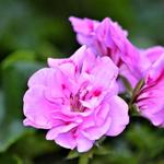 Pelargonium peltatum 'Leopard' - 