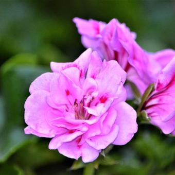 Pelargonium peltatum 'Leopard'