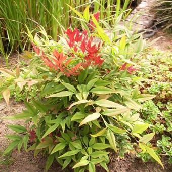 Nandina domestica 'Seika'