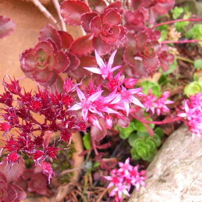 Sedum spurium 'Summer Glory' - 