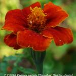 Tagetes patula 'Cinnabar' (Dixter strain) - 