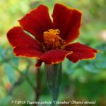 Tagetes patula 'Cinnabar' (Dixter strain) - 