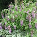 Buddleja davidii 'Wisteria Lane' - 