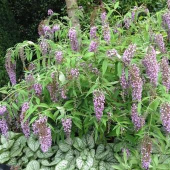 Buddleja davidii 'Wisteria Lane'