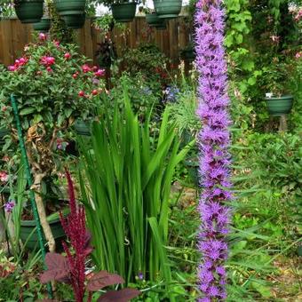 Liatris elegans