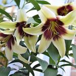 Lilium 'Kushi Maya' - 