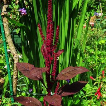 Amaranthus cruentus