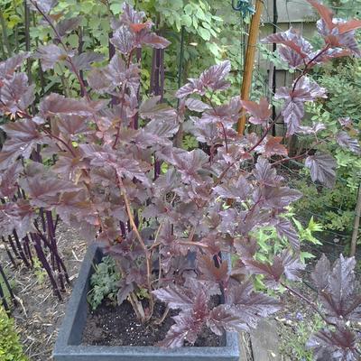 Physocarpus opulifolius 'Red Baron' - Physocarpus opulifolius 'Red Baron'