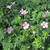 Geranium endressii 'Wargrave Pink'