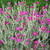 Lychnis coronaria