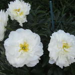 Paeonia lactiflora 'Miss America' - 