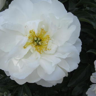 Paeonia lactiflora 'Miss America'