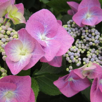 Hydrangea serrata 'Veerle'