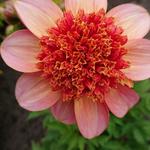 Dahlia 'Totally Tangerine' - 