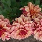 Dahlia 'Crème de Cognac' - 