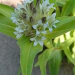 Gentiana tibetica - 